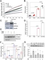 GCH1 Antibody in Western Blot (WB)