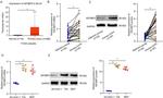 IGF2BP3 Antibody in Western Blot (WB)