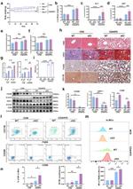 TREM2 Antibody in Flow Cytometry (Flow)