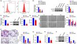 Cytokeratin 19 Antibody in Flow Cytometry (Flow)