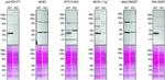 VAPB Antibody in Western Blot (WB)