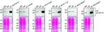 VAPB Antibody in Western Blot, Immunoprecipitation (WB, IP)