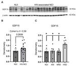 GDF15 Antibody in Western Blot (WB)