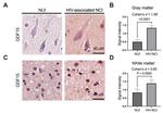 GDF15 Antibody in Immunohistochemistry (Paraffin) (IHC (P))