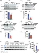USP7 Antibody in Western Blot (WB)
