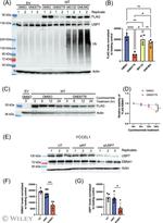 USP7 Antibody in Western Blot (WB)