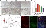 ATG2A Antibody in Immunohistochemistry (Paraffin), Immunocytochemistry (IHC (P), ICC/IF)