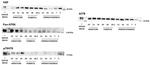 NGF Antibody in Western Blot (WB)