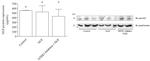 NGF Antibody in Western Blot (WB)