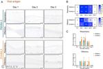 ACE2 Antibody in Immunohistochemistry (Paraffin) (IHC (P))
