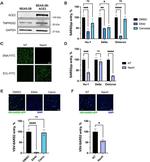 ACE2 Antibody in Western Blot (WB)