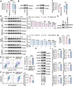 CD26 Recombinant Rabbit Monoclonal Antibody (JM11-42)