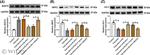 Nrf2 Antibody in Western Blot (WB)