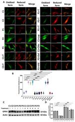 GPX4 Antibody in Western Blot (WB)