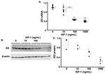 ID2 Antibody in Western Blot (WB)