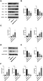 NFkB p50/p105 Antibody in Western Blot (WB)