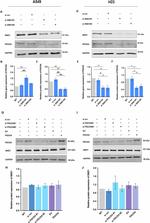 GAPDH Antibody in Western Blot (WB)