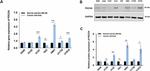 GAPDH Antibody in Western Blot (WB)