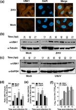 UBE1 Antibody in Western Blot (WB)
