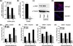 UBE1 Antibody in Western Blot (WB)