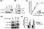 UBE1 Antibody in Western Blot (WB)