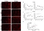 IBA1 Antibody in Immunocytochemistry (ICC/IF)