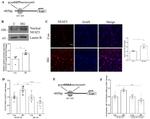 A2M Antibody in ChIP Assay (ChIP)