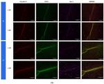 IBA1 Antibody in Immunohistochemistry (Frozen) (IHC (F))