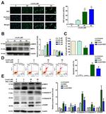 Phospho-Nrf2 (Ser40) Antibody in Western Blot (WB)