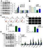Nrf2 Antibody in Western Blot (WB)