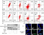 Bcl-2 Antibody in Western Blot (WB)