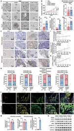 ENO1 Antibody in Immunohistochemistry (IHC)