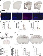 Phospho-Tau (Ser202, Thr205) Antibody in Immunohistochemistry (Paraffin) (IHC (P))
