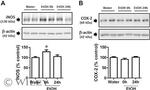iNOS Antibody in Western Blot (WB)