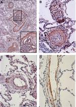 eNOS Antibody in Immunohistochemistry (PFA fixed) (IHC (PFA))