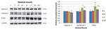 RAGE Antibody in Western Blot (WB)