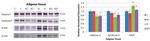 RAGE Antibody in Western Blot (WB)