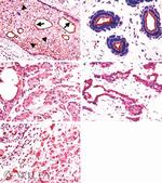 EBP50 Antibody in Immunohistochemistry (IHC)