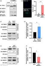 EBP50 Antibody in Immunoprecipitation (IP)