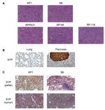 Synaptophysin Antibody in Immunohistochemistry (Paraffin) (IHC (P))