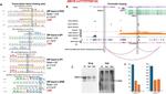 PAX4 Antibody in Western Blot (WB)