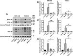 HIF-2 alpha Antibody in Western Blot (WB)