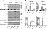 HIF-2 alpha Antibody in Western Blot (WB)