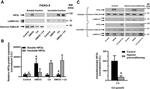 HIF-2 alpha Antibody in Western Blot (WB)