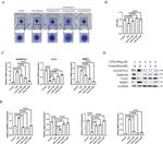 Aggrecan Neo Antibody in Western Blot (WB)