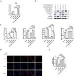 Aggrecan Neo Antibody in Western Blot (WB)