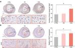 VEGF Antibody in Immunohistochemistry (PFA fixed) (IHC (PFA))