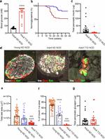 Insulin Antibody in Immunohistochemistry (PFA fixed) (IHC (PFA))
