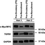 TGF beta-1 Antibody in Western Blot (WB)