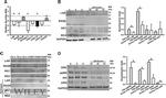 NUS1 Antibody in Western Blot (WB)